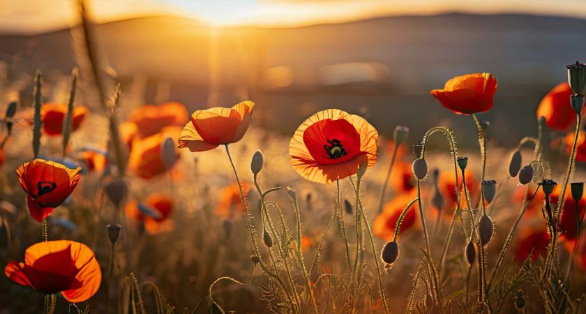‘Lest We Forget’ : commemorate the sacrifices made